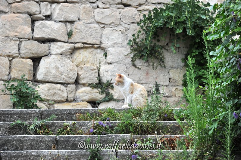 17.7.2014 MODICA (91).jpg